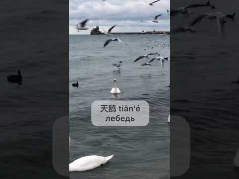Лебеди в Чёрном море