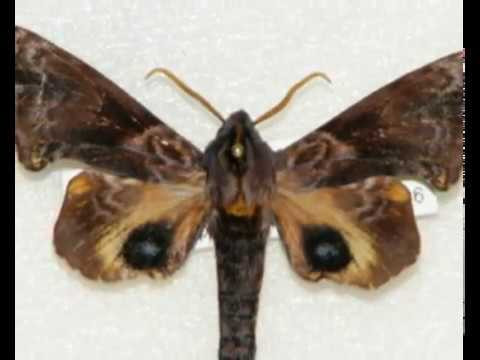 Бражник слепой (лат. Sphingidae) Бражник слепой (лат. Sphingidae)