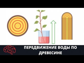 Стебель  Передвижение воды по древесине Опыт