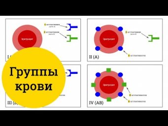 Группы крови человека (AB0) &ndash; самое простое объяснение
