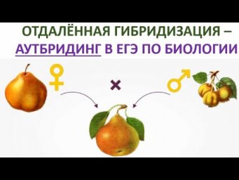 7. Отдалённая гибридизация &mdash; аутбридинг в ЕГЭ по биологии