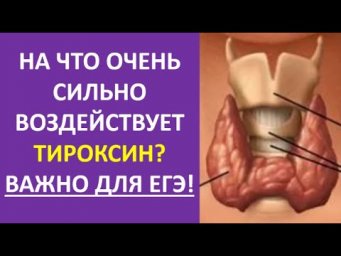 28  На что очень сильно воздействует тироксин? Важно для ЕГЭ!
