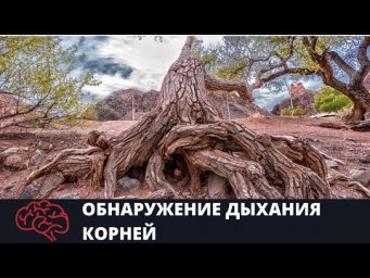 Обнаружение корневого давления Опыт