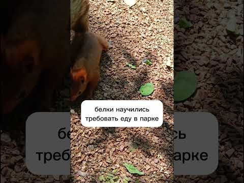 Поведенческие адаптации #биология #экология #экзамен