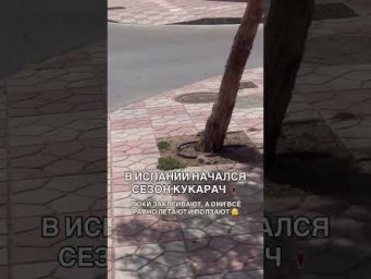 В Испании начался сезон тараканов 