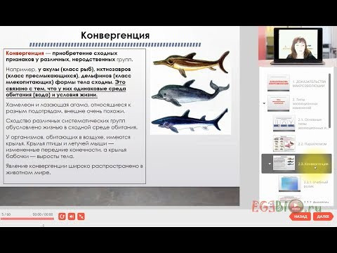 Параллелизм. Конвергенция. Дивергенция. Видеоуроки биологии на egebio.ru Параллелизм. Конвергенция. Дивергенция. Видеоуроки биологии на egebio.ru