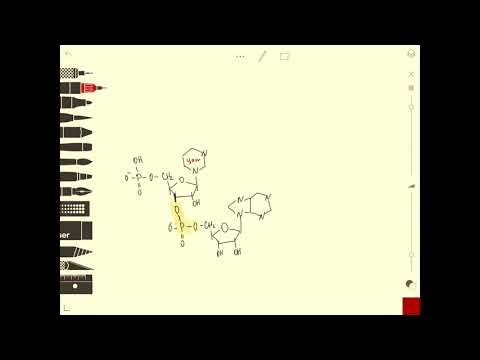 РНК
