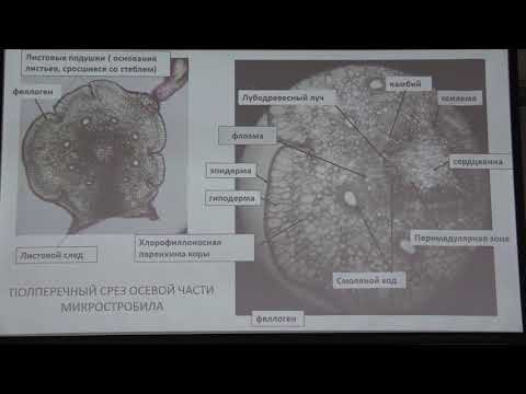 ЗЭ-2018, Анатомия растений, 10 класс ЗЭ-2018, Анатомия растений, 10 класс