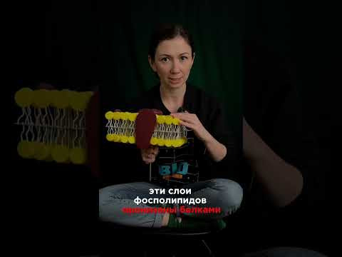 Если ты понял, что у меня в руках, значит, у тебя неплохие шансы сдать ЕГЭ на высокий балл 