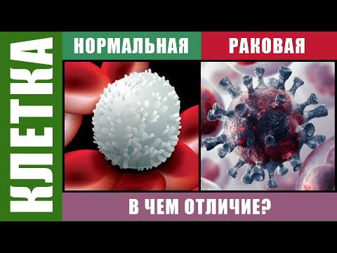 Чем раковые клетки отличаются от нормальных клеток?