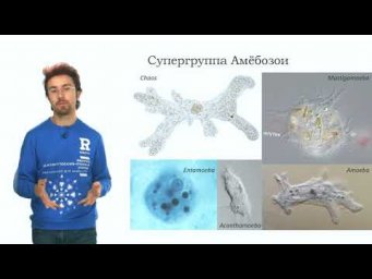 Биосистематика. Основы современной системы живого мира. Часть 2 (Алкин Н. А.)