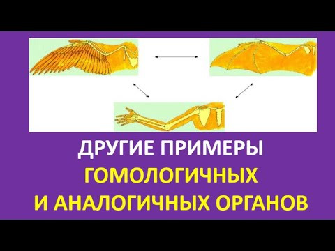12. Другие примеры гомологичных и аналогичных органов 12. Другие примеры гомологичных и аналогичных органов
