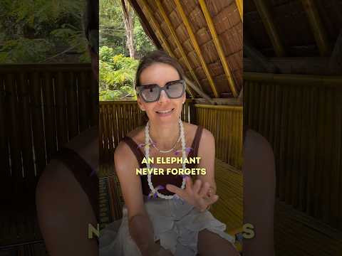 AN ELEPHANT NEVER FORGETS