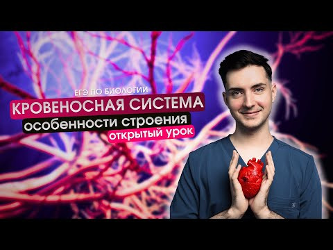 Кровеносная система | Полный урок | Плюс
