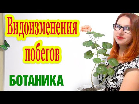 Видоизменения побегов