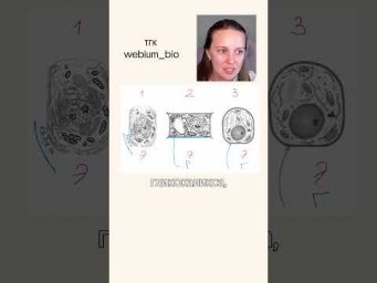 конспекты по биологии в моем тгк: webium_bio #биология #егэ2025 #химбио