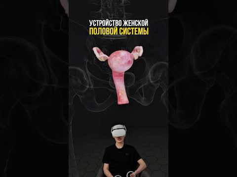 а ты знаешь, как устроена женская половая система ?