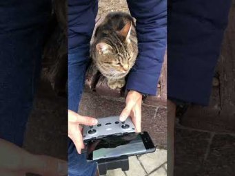 Кошка с квадриком в Коктебеле