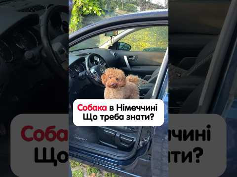 Найважливіше про собаку в Німеччині Найважливіше про собаку в Німеччині