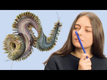Целом. Вторичная полость тела. Строение и функции.