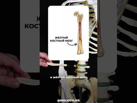А ты знал, что у человека не один мозг? 