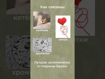Знаете, что такое гетерохроматин? #биология #биологияегэ #егэ #химбио