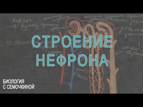 Строение нефрона и образование мочи Строение нефрона и образование мочи