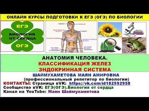 ЖЕЛЕЗЫ ВНЕШНЕЙ, СМЕШАННОЙ И ВНУТРЕННЕЙ СЕКРЕЦИИ. ЭНДОКРИННАЯ СИСТЕМА