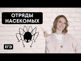 Отряды насекомых