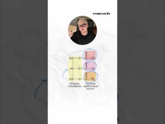 Липиды. 11 класс | Биология с Яном