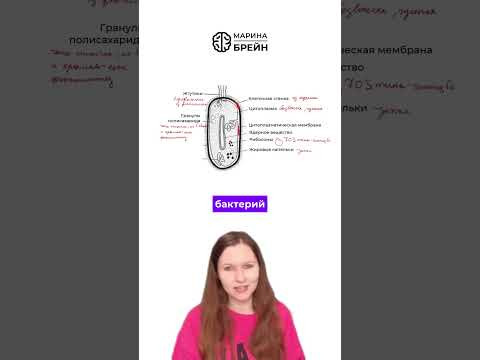 ЦИАНОБАКТЕРИИ  тгк: Марина Брейн #егэ2027 #егэбиология