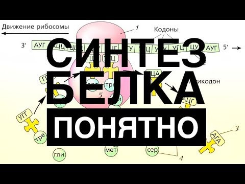 Биосинтез белка Биосинтез белка
