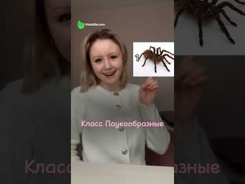 Разбираем вместе с Шафутинским количество ходильных конечностей членистоногих  #биология #егэ2025