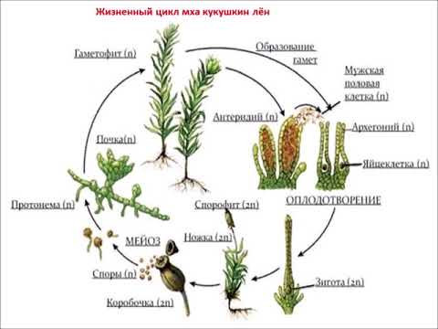 Отдел Моховидные. Жизненный цикл, строение и разбор заданий ЕГЭ.
