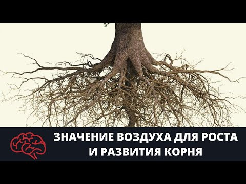 Значение воздуха для роста и развития корня