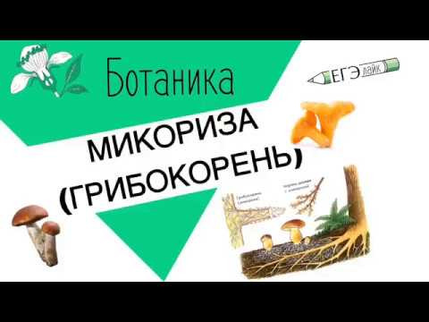 МИКОРИЗА|ГРИБОКОРЕНЬ|ЕГЭ|ОГЭ