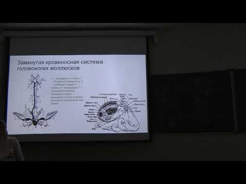 Физиология человека и животных. Лекция 1. Сердце. Зыбина А. М. edit Физиология человека и животных. Лекция 1. Сердце. Зыбина А. М. edit