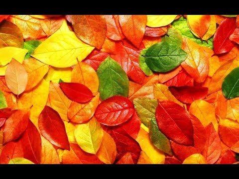 Выделение у растений и животных Выделение у растений и животных