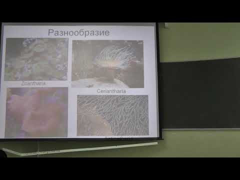 Зоология беспозвоночных. Лекция 2. Борисанова А.О.  edit