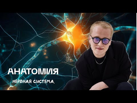 Биология ЦТ/ЦЭ| Нервная система. Рефлекторная дуга | Ян Менделеев Биология ЦТ/ЦЭ| Нервная система. Рефлекторная дуга | Ян Менделеев