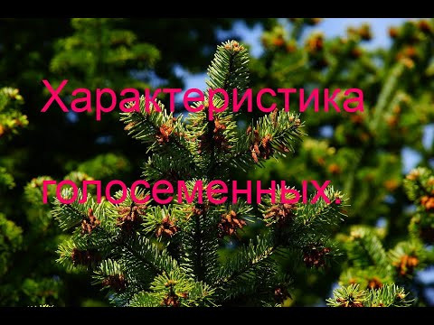 Характеристика голосеменных. Подготовка ЕГЭ.