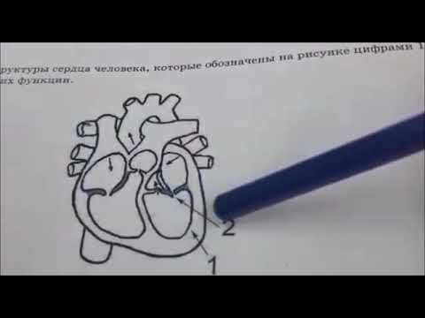 Задание ЕГЭ. Строение сердца Задание ЕГЭ. Строение сердца