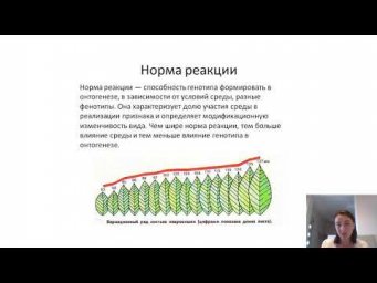 Что такое норма реакции за 2 минуты
