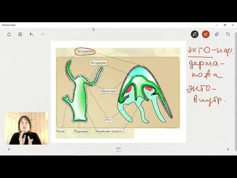 тип Кишечнополостные. Почему Медузы и Кораллы родственники? тип Кишечнополостные. Почему Медузы и Кораллы родственники?