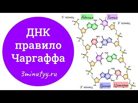 ДНК &ndash; правило Чаргаффа | биология
