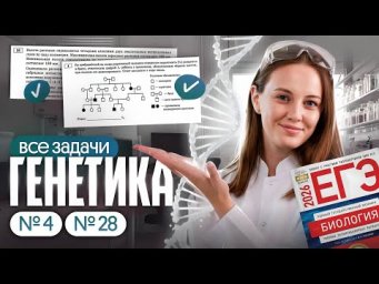 ВСЕ ЗАДАЧИ ПО ГЕНЕТИКЕ ЗА 4 ЧАСА | Как решать задачи? | ЕГЭ по биологии 2026 | Вероника Вавилова