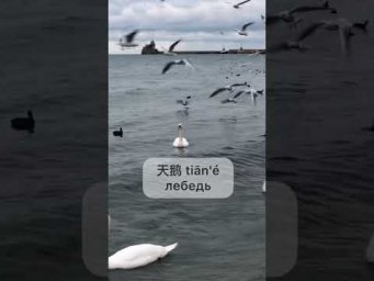 Лебеди в Чёрном море