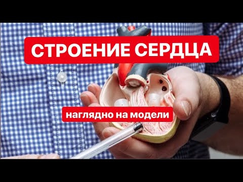 Наглядное строение СЕРДЦА. Круги кровообращения.ЕГЭ|ОГЭ