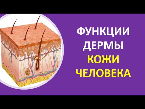 37. Функции дермы кожи человека 37. Функции дермы кожи человека