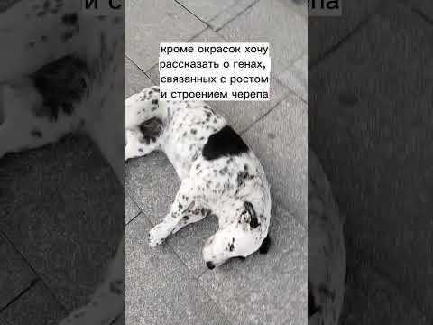 #генетика #собаки